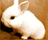 Bunny House Escape