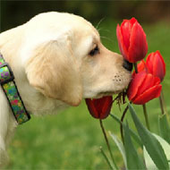 Doggy Puzzle